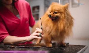 Pet Kuaför Sertifikası Nasıl Alınır