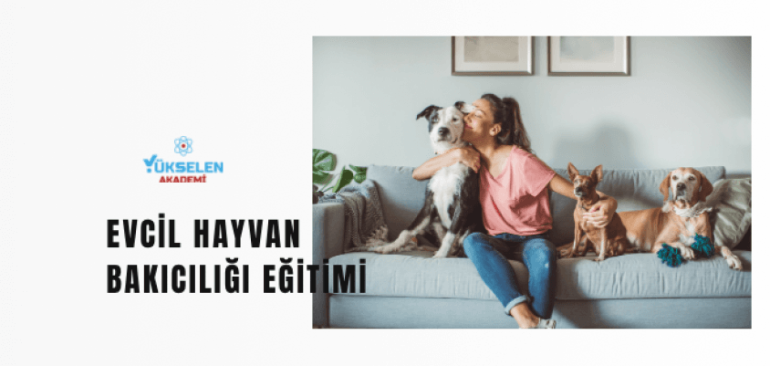 Evcil Hayvan Bakıcılığı Nedir