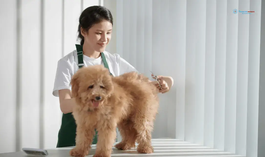 Pet Kuaförü Nasıl Olunur