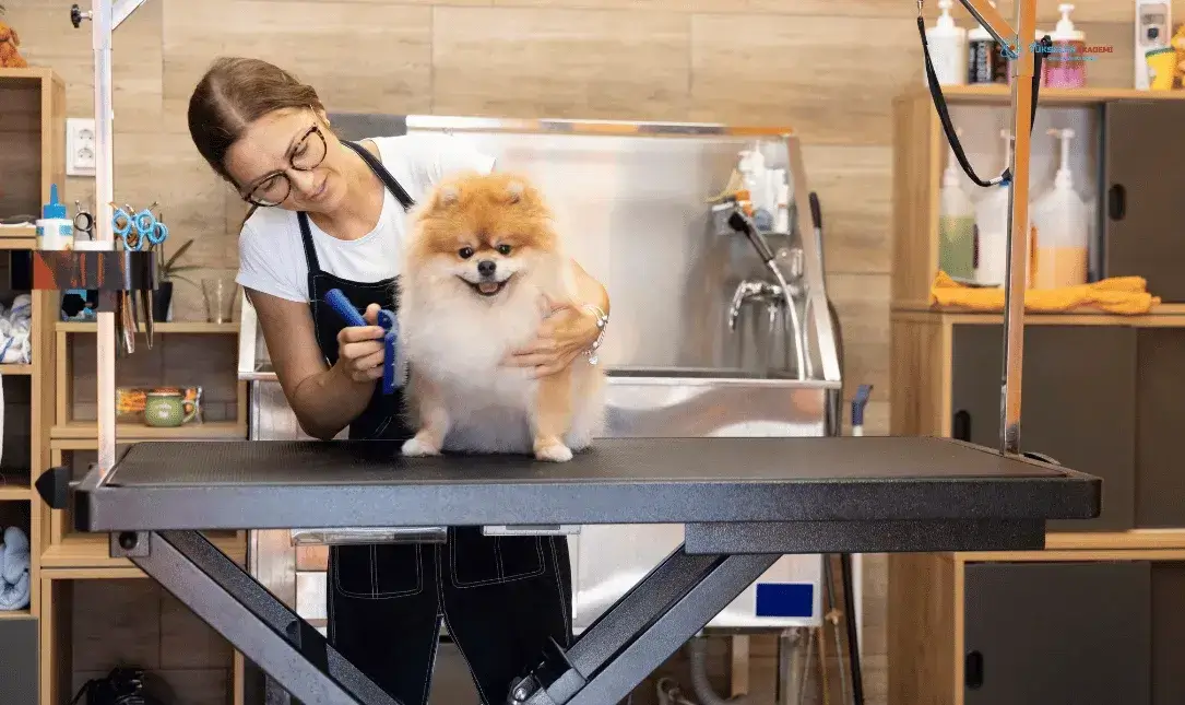 e devlet pet kuaför eğitimi